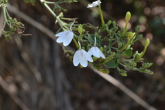 Rhinacanthus nasutus